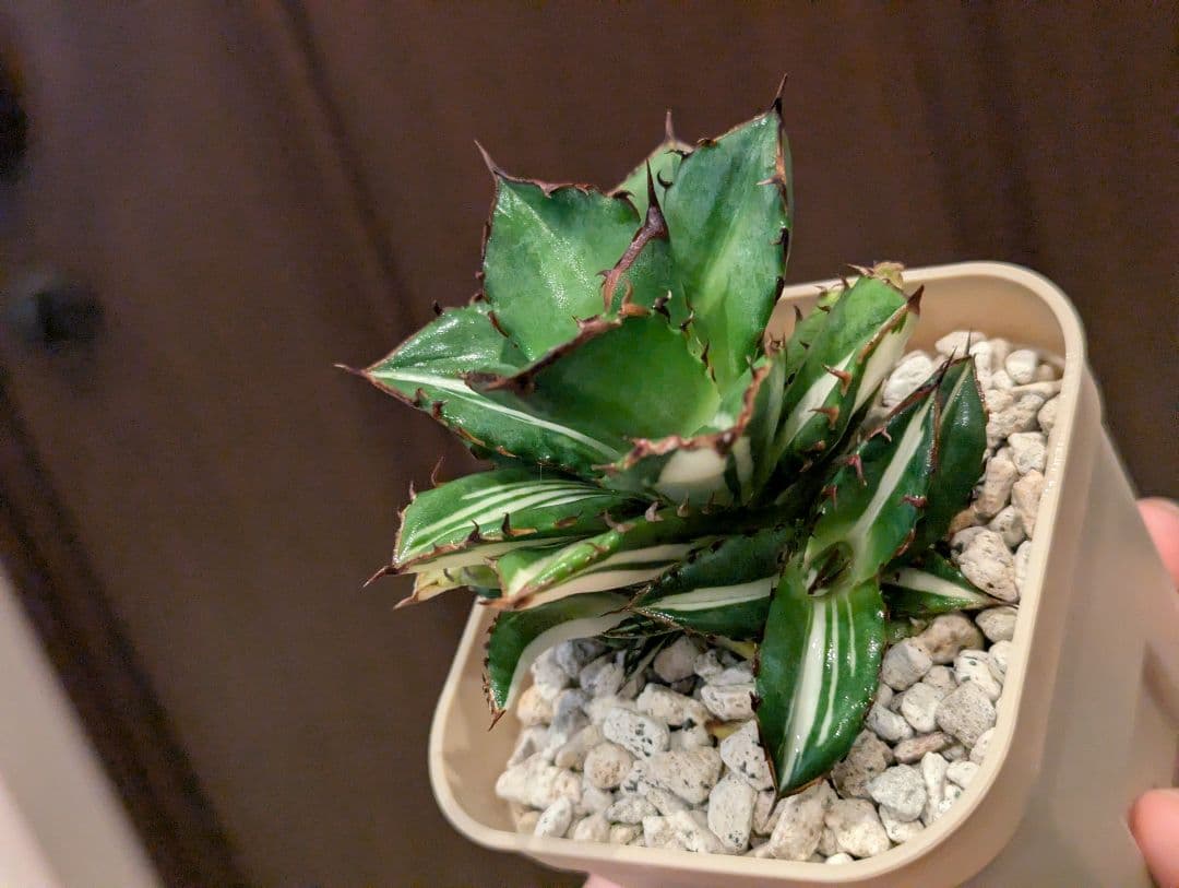 チタノタ 子株3株付き「太陽神錦 純白中斑」鉢ごと発送