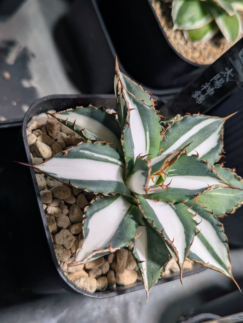 チタノタ 子株3株付き「太陽神錦 純白中斑」鉢ごと発送