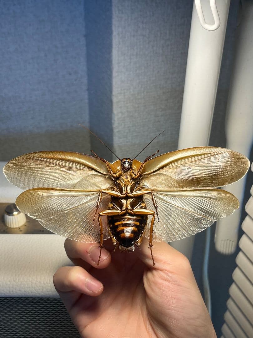 【蜚開翅】ブラベルスギガンテウス ゴキブリの標本 レッドローチデュビア