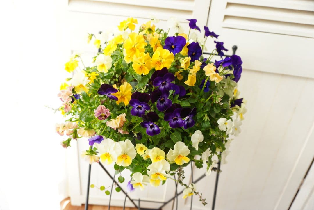 『フリルビオラ♡陽光と紫紺のワルツ』ハンギングバスケット　寄せ植え　ハンギング