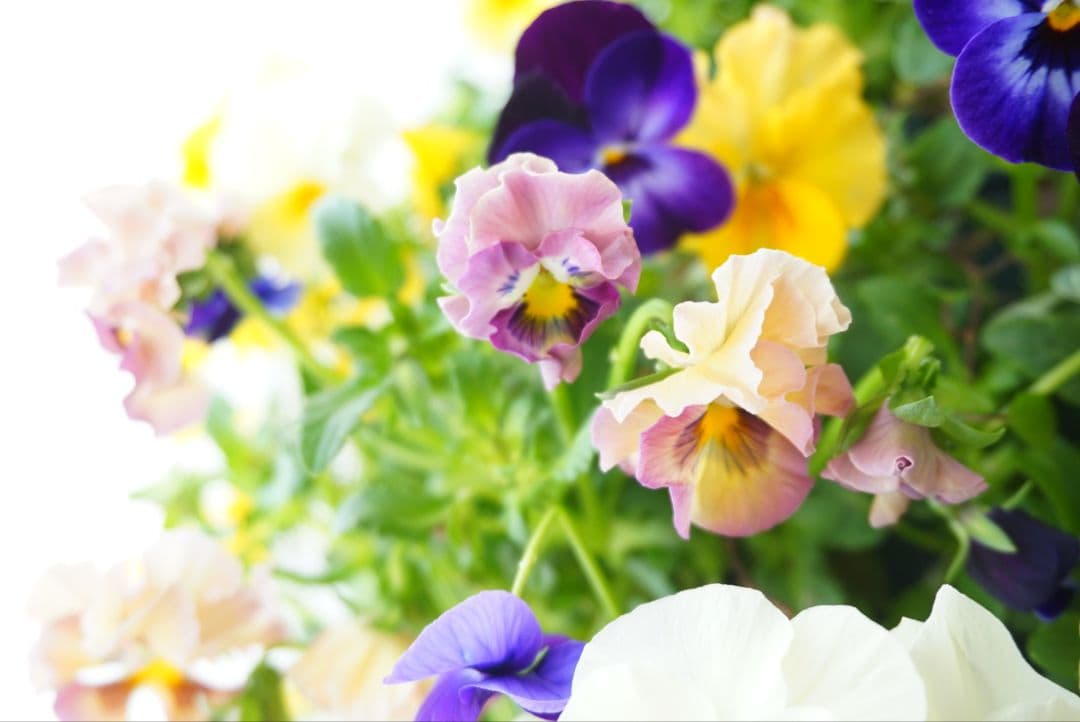 『フリルビオラ♡陽光と紫紺のワルツ』ハンギングバスケット　寄せ植え　ハンギング