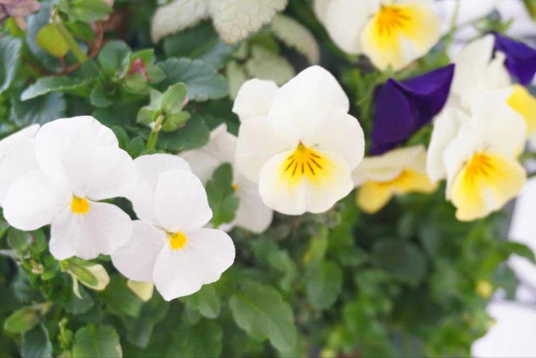 『フリルビオラ♡陽光と紫紺のワルツ』ハンギングバスケット　寄せ植え　ハンギング