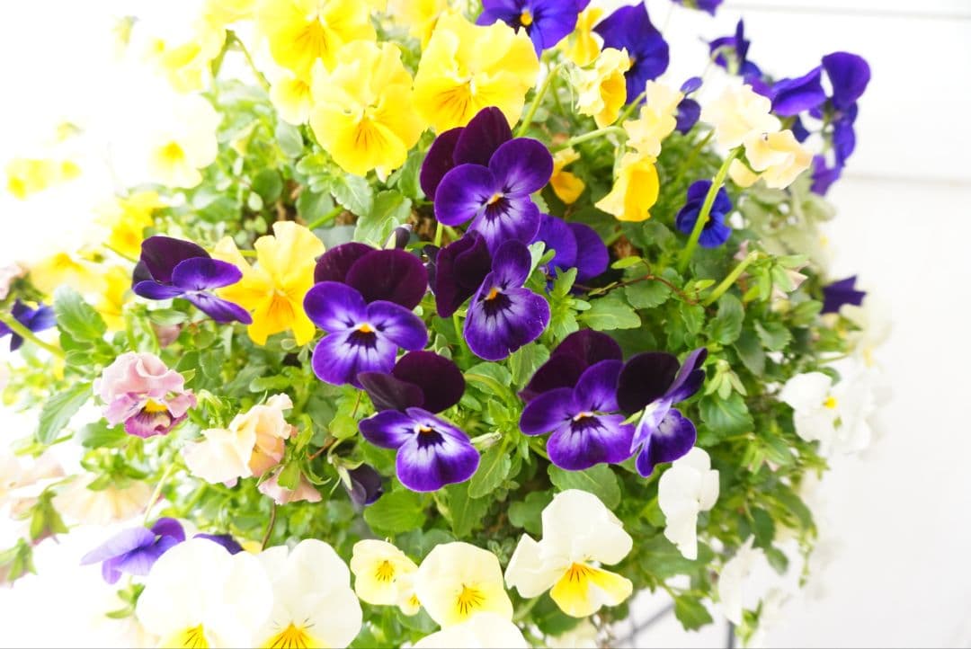 『フリルビオラ♡陽光と紫紺のワルツ』ハンギングバスケット　寄せ植え　ハンギング