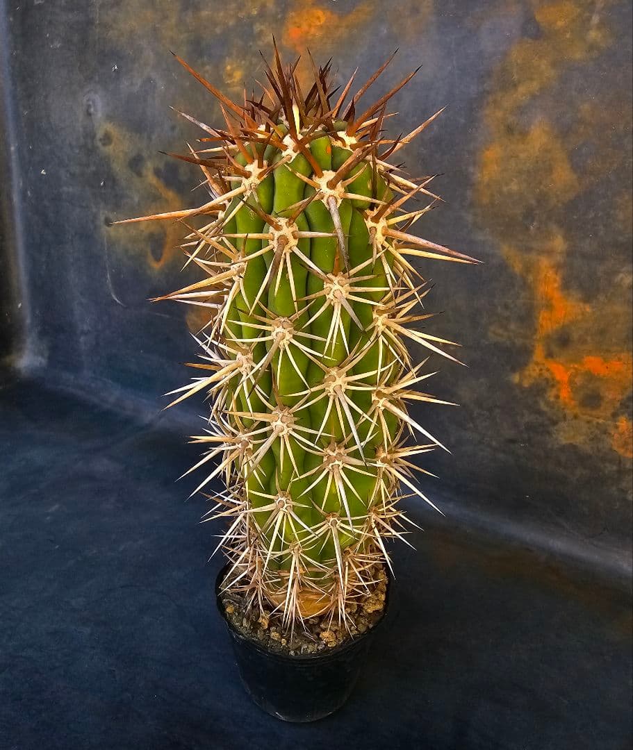 サボテン Trichocereus chilensis