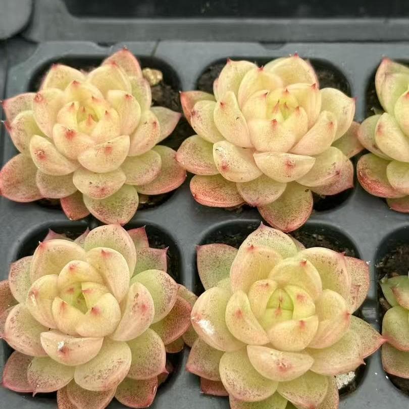 Top【選抜株】多肉植物　23512イェロー　ダスト 105個　プラグトレー苗