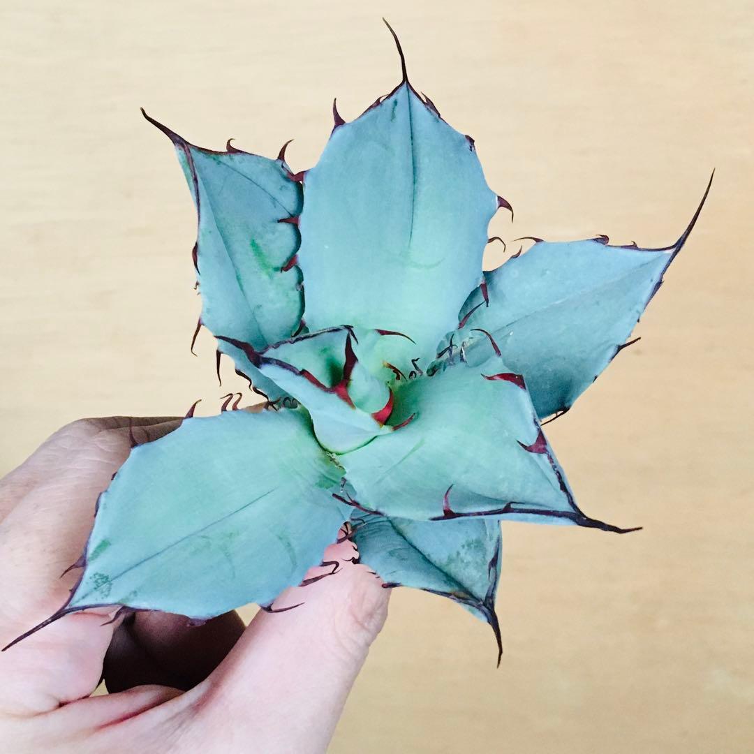 【稀少】アガベ チタノタ × ブルーグロー ハイブリッド 極上TC個体