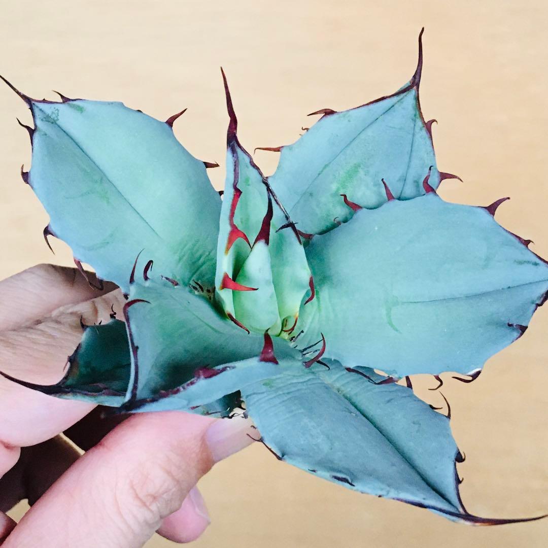 【稀少】アガベ チタノタ × ブルーグロー ハイブリッド 極上TC個体