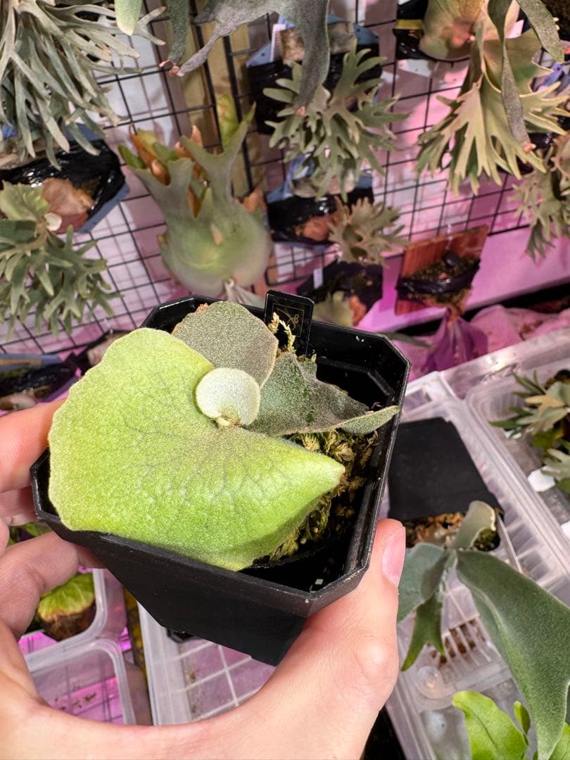 A*k様 エルブス　ウィリンキー　ビカクシダ　子株