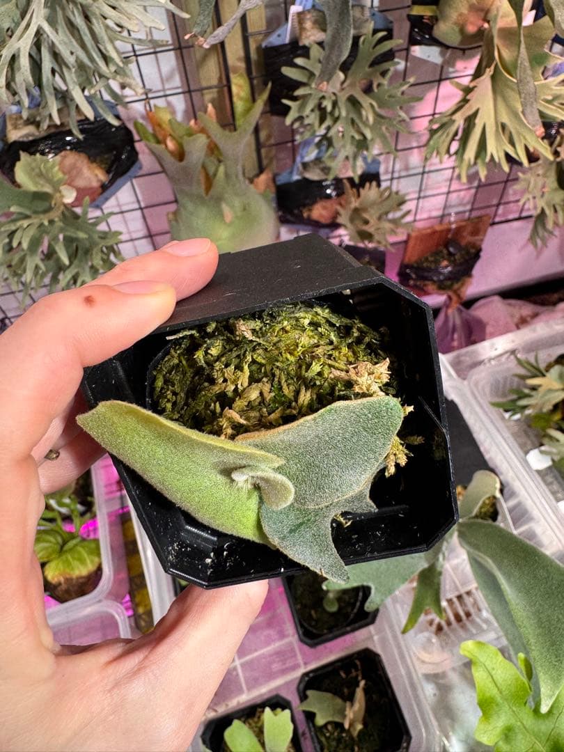 A*k様 エルブス　ウィリンキー　ビカクシダ　子株