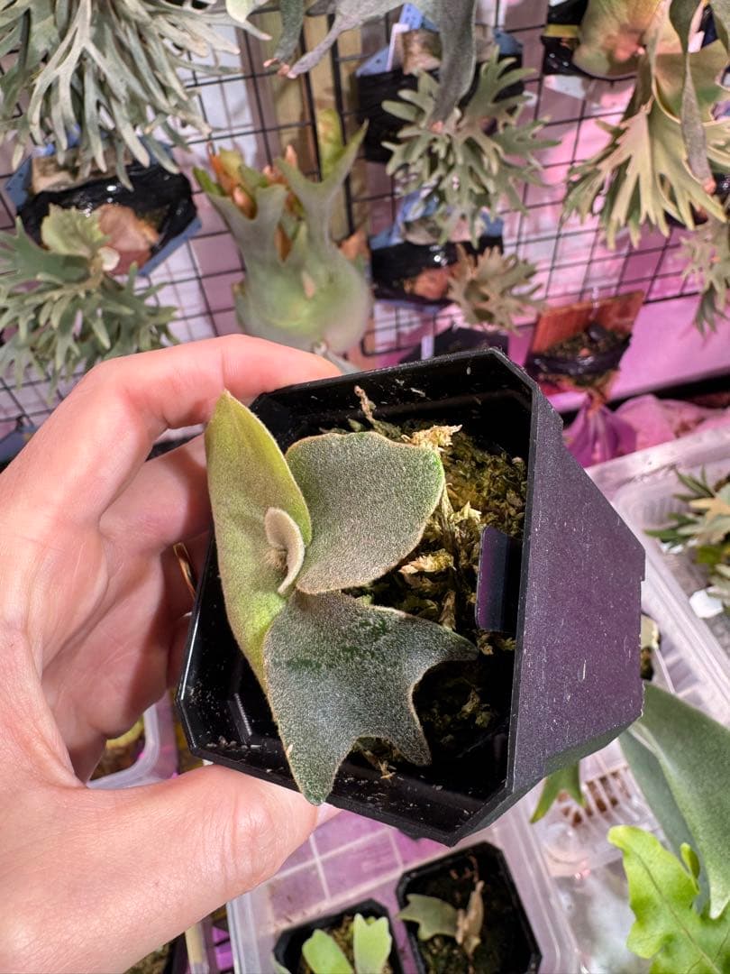 A*k様 エルブス　ウィリンキー　ビカクシダ　子株