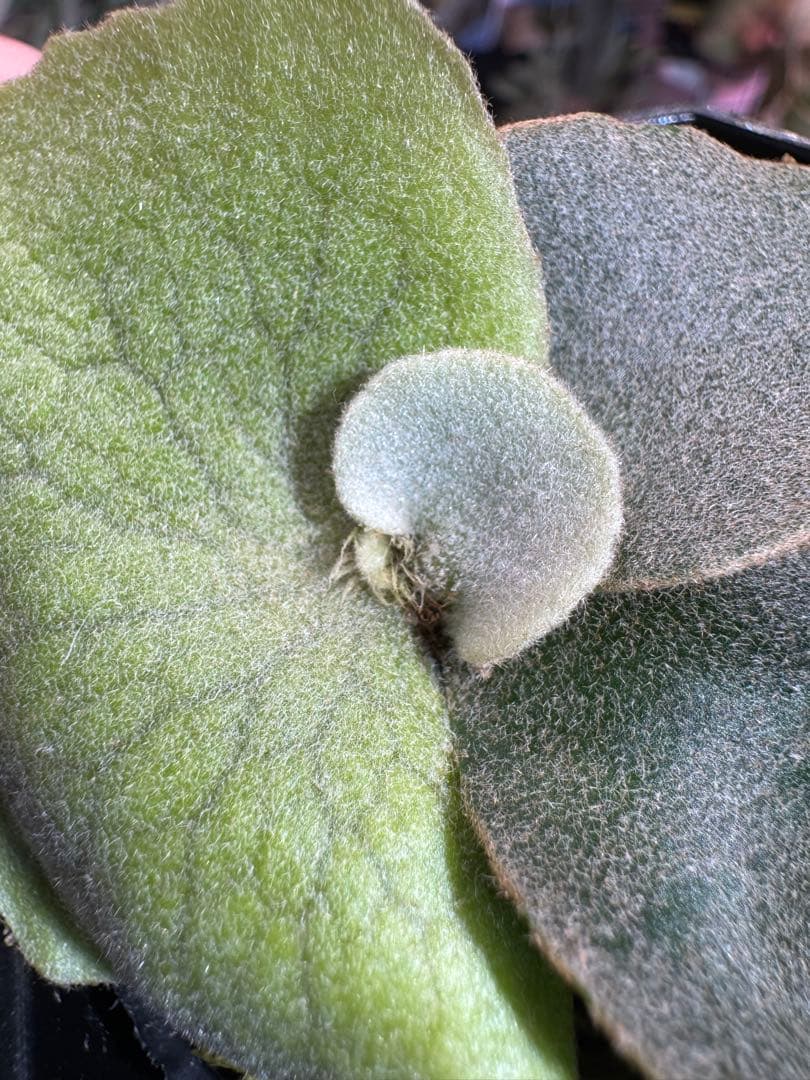 A*k様 エルブス　ウィリンキー　ビカクシダ　子株