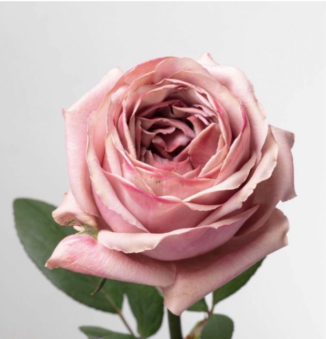 ひろココさま専用　バラ苗6品