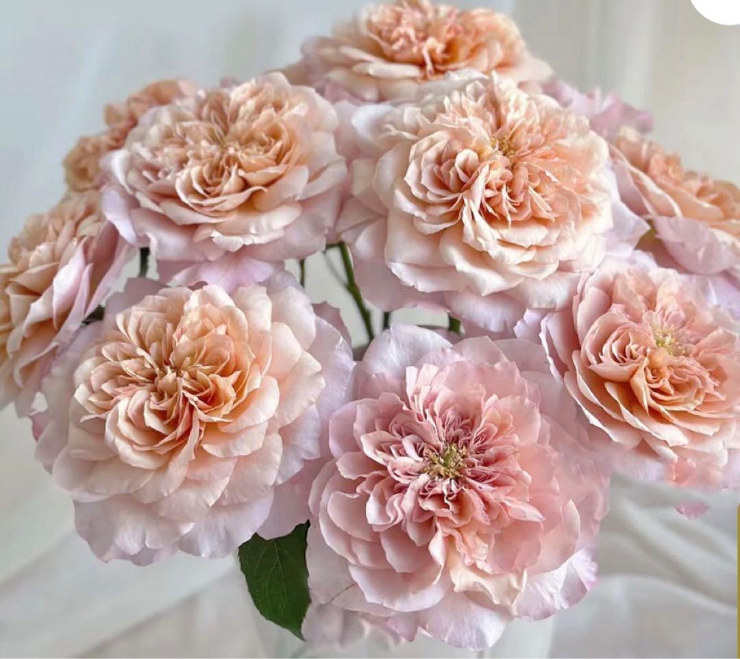 ひろココさま専用　バラ苗6品