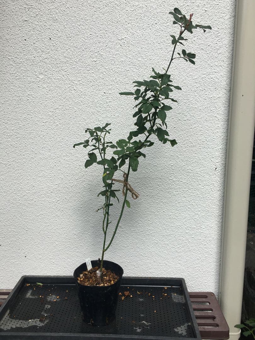 ひろココさま専用　バラ苗6品