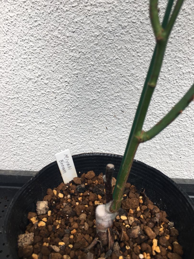 ひろココさま専用　バラ苗6品