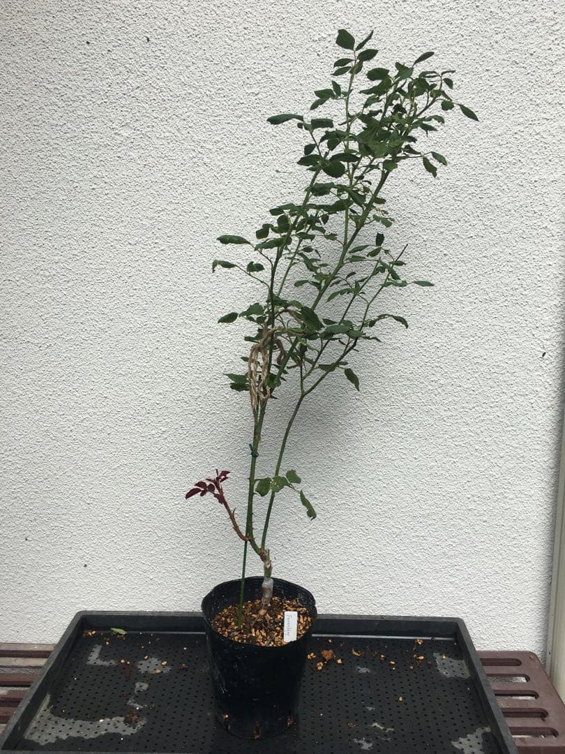 ひろココさま専用　バラ苗6品