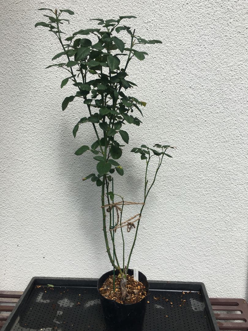 ひろココさま専用　バラ苗6品