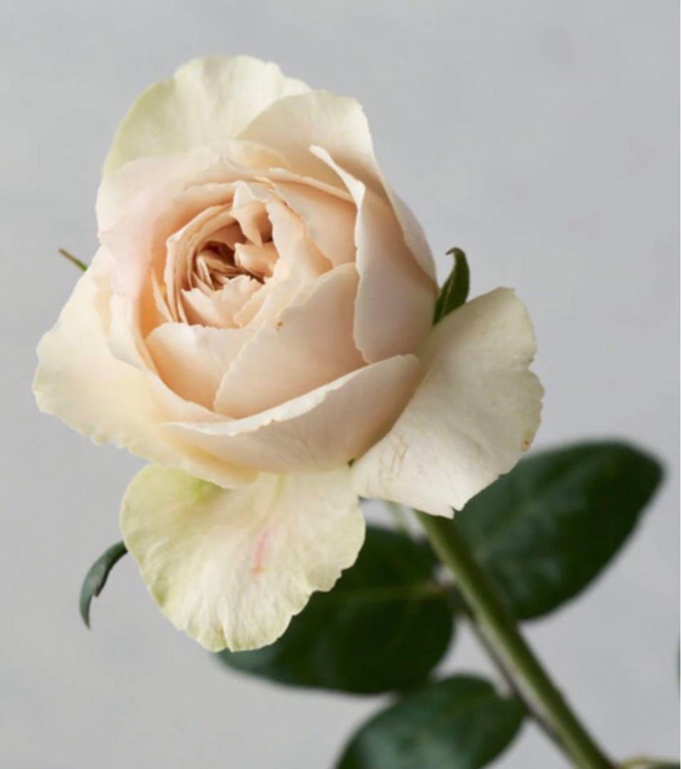 ひろココさま専用　バラ苗6品