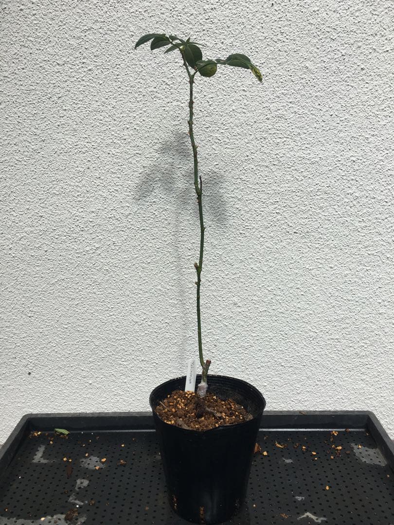 ひろココさま専用　バラ苗6品