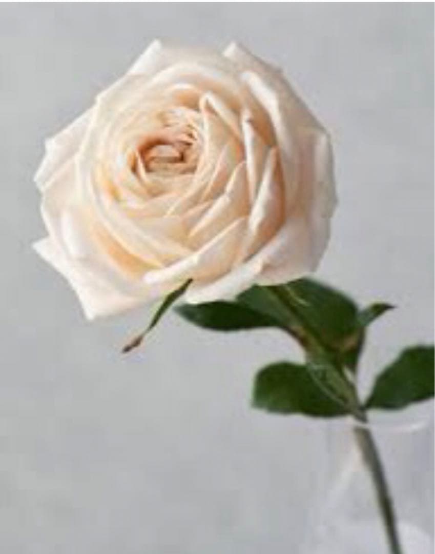 ひろココさま専用　バラ苗6品