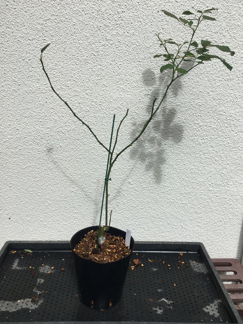 ひろココさま専用　バラ苗6品