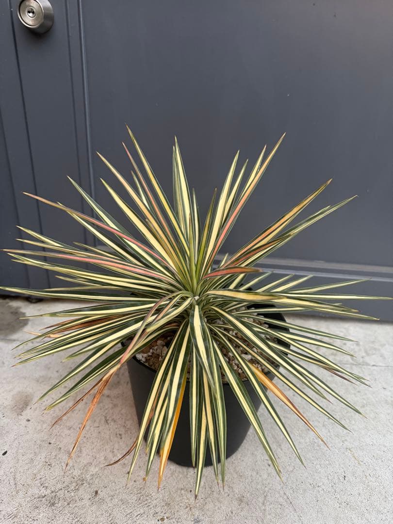 ユッカ　アロイフォリア　黄中斑