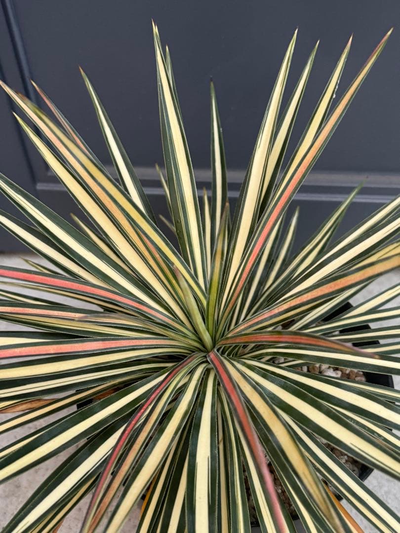 ユッカ　アロイフォリア　黄中斑