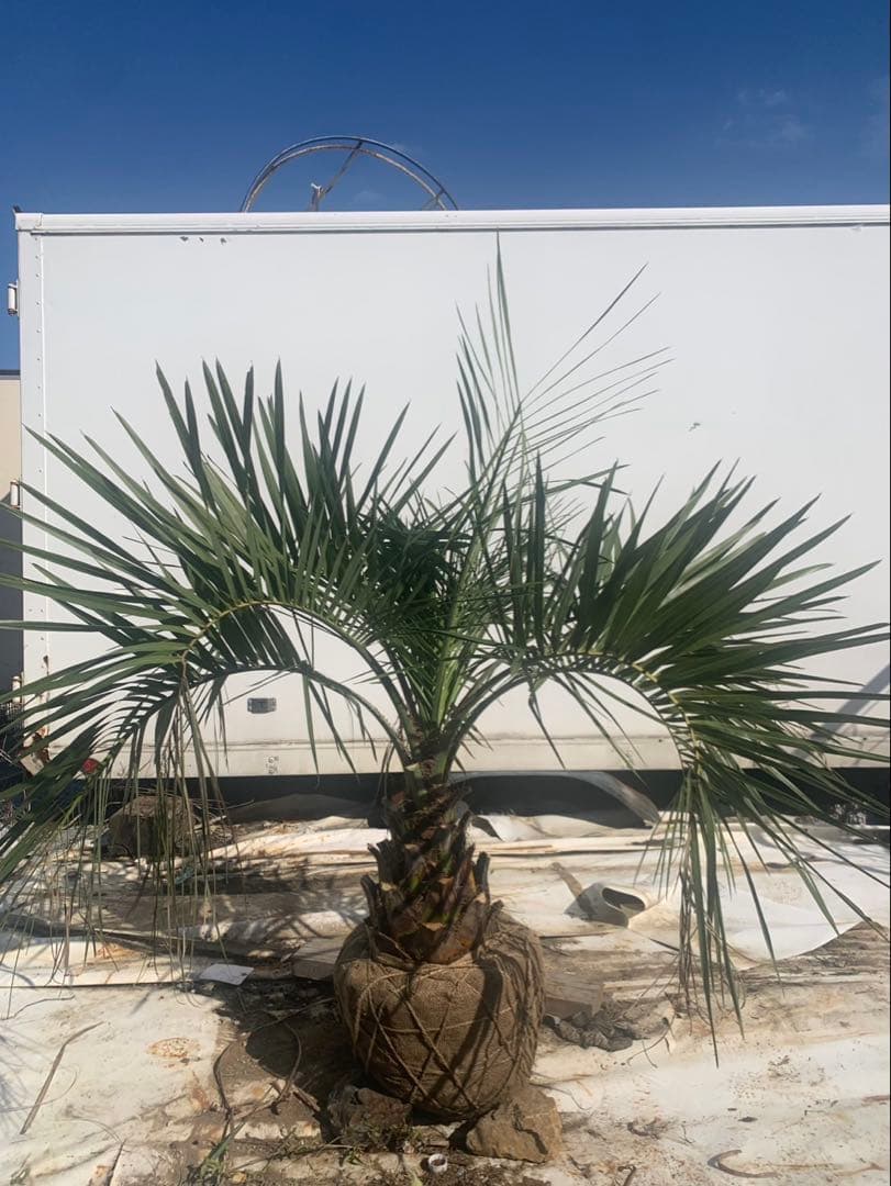 ココスヤシ　　1