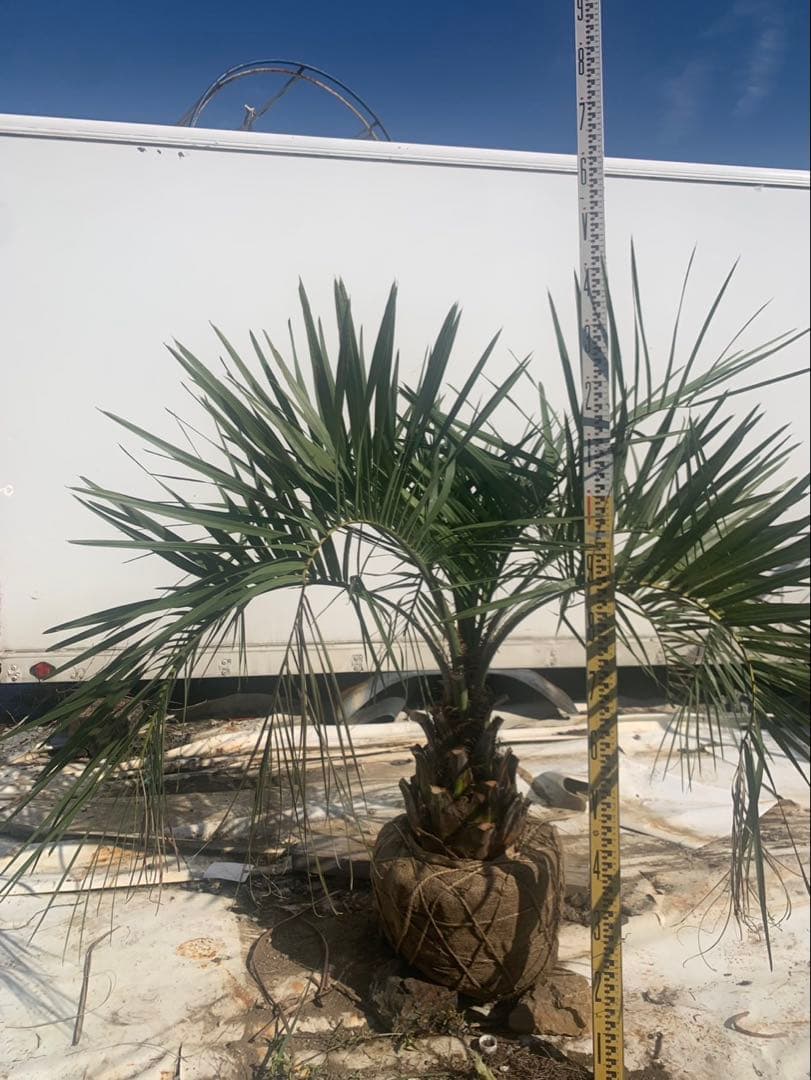 ココスヤシ　　1