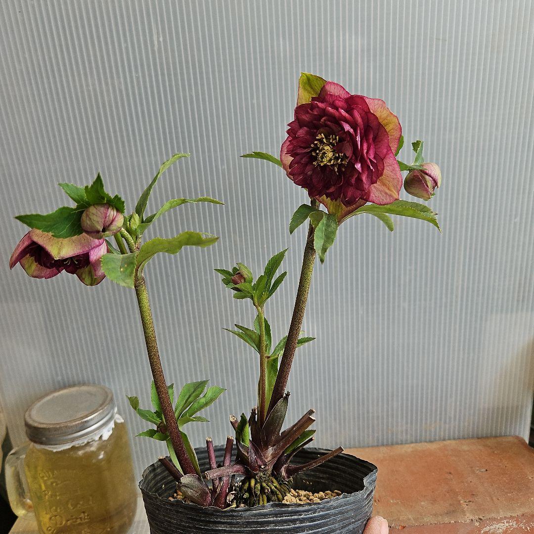 ㉖-275クリスマスローズ