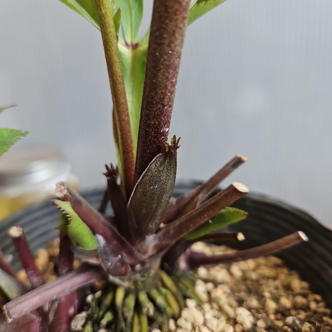 ㉖-275クリスマスローズ