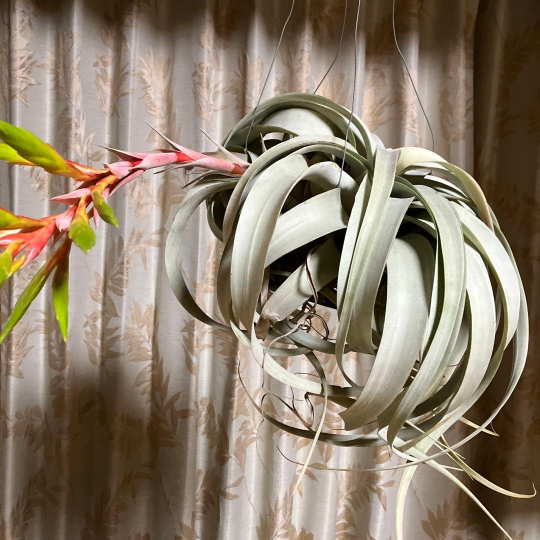 エアープランツの王様⭐️キセログラフィカ⚡️特大花付き✨クルクルふわふわトゲトゲ‼️