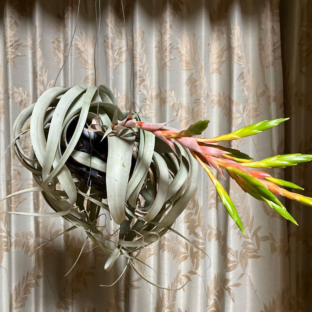 エアープランツの王様⭐️キセログラフィカ⚡️特大花付き✨クルクルふわふわトゲトゲ‼️