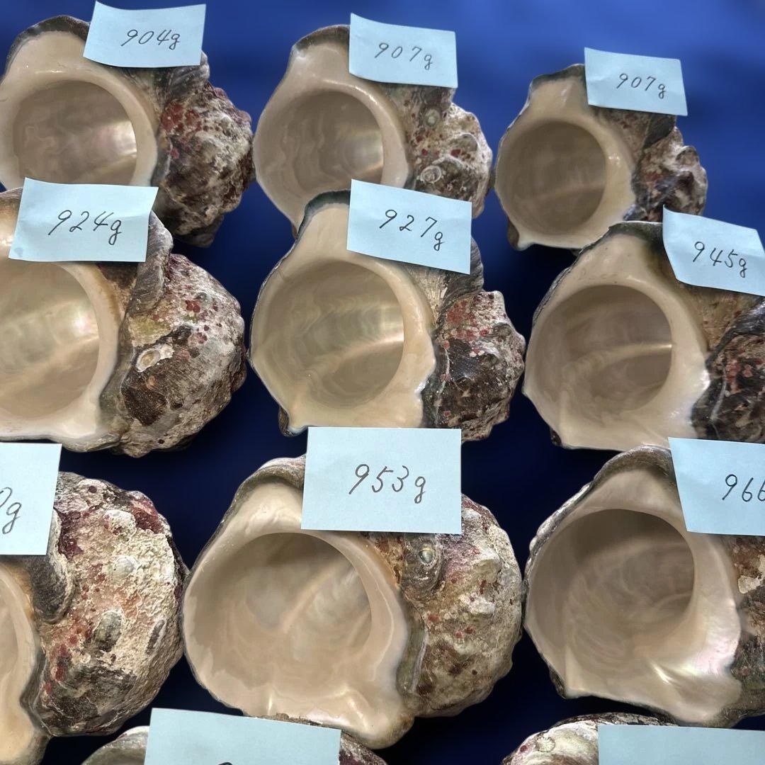 夜光貝　ヤコウ貝　まとめ売り　19個　17、8kg アクセサリー　ルアー