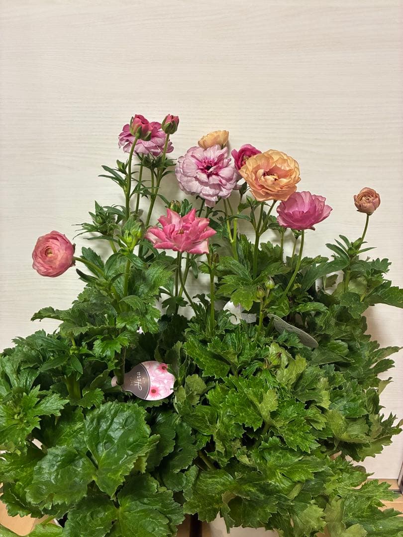 ラナンキュラスラックス　５号鉢　ジュピター　アウラ　ヘスティア　ヘラ