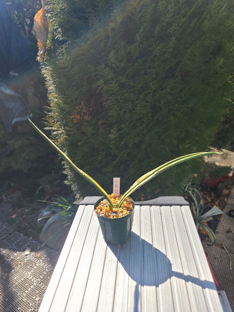 天朝鶴②　万年青