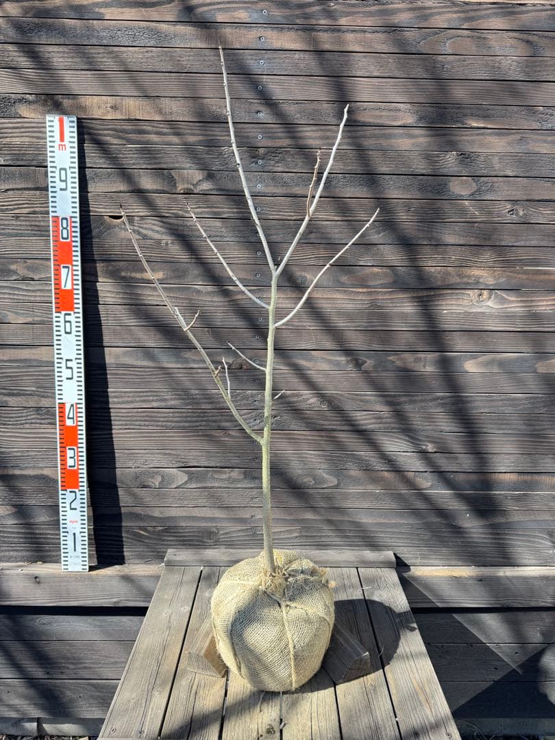 ポポー《庭木/果樹》【現品発送】管理 80044