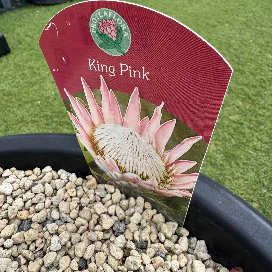 プロテア キングピンク 10号 Protea \" King Pink \" 希少株