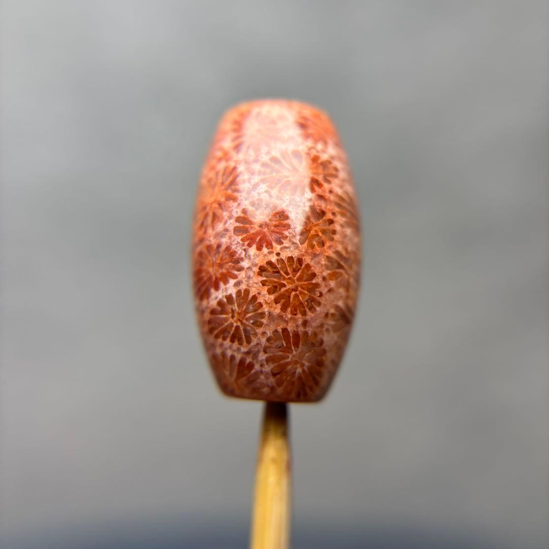 ユッキーフォッシルコーラル　天珠　1-305