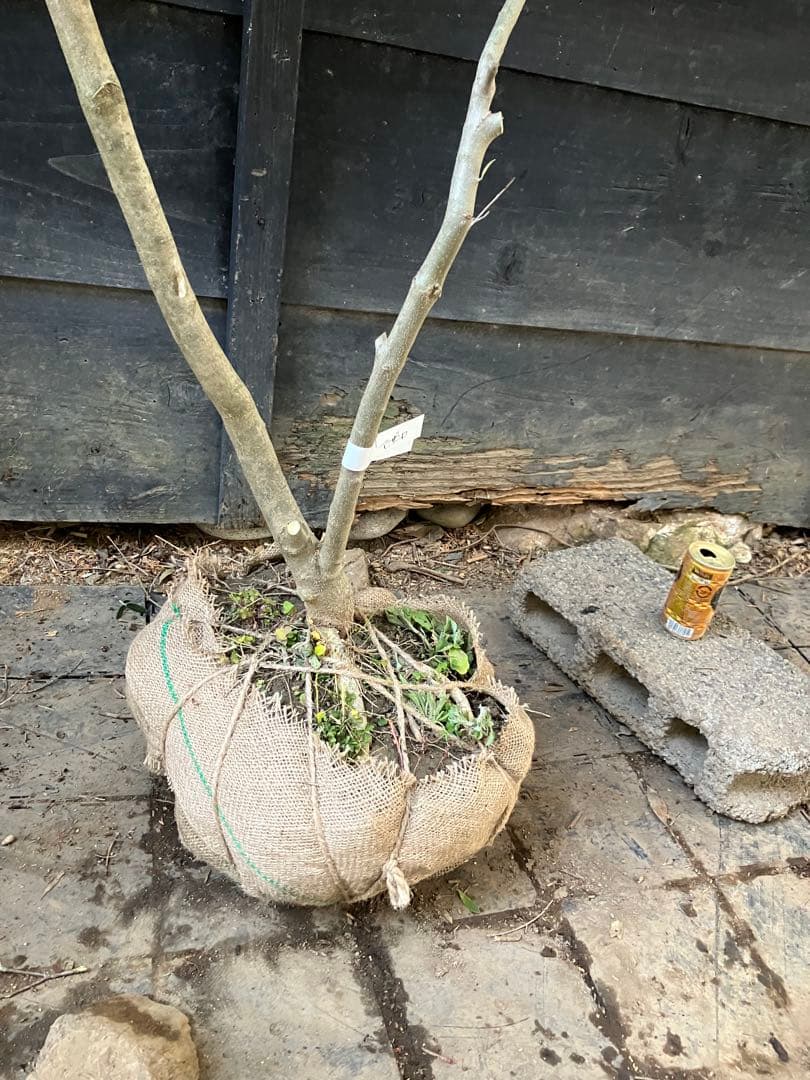 オリーブの木　マンザニロ