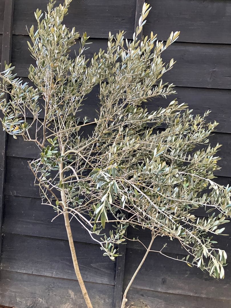 オリーブの木　マンザニロ