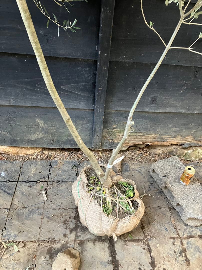 オリーブの木　マンザニロ