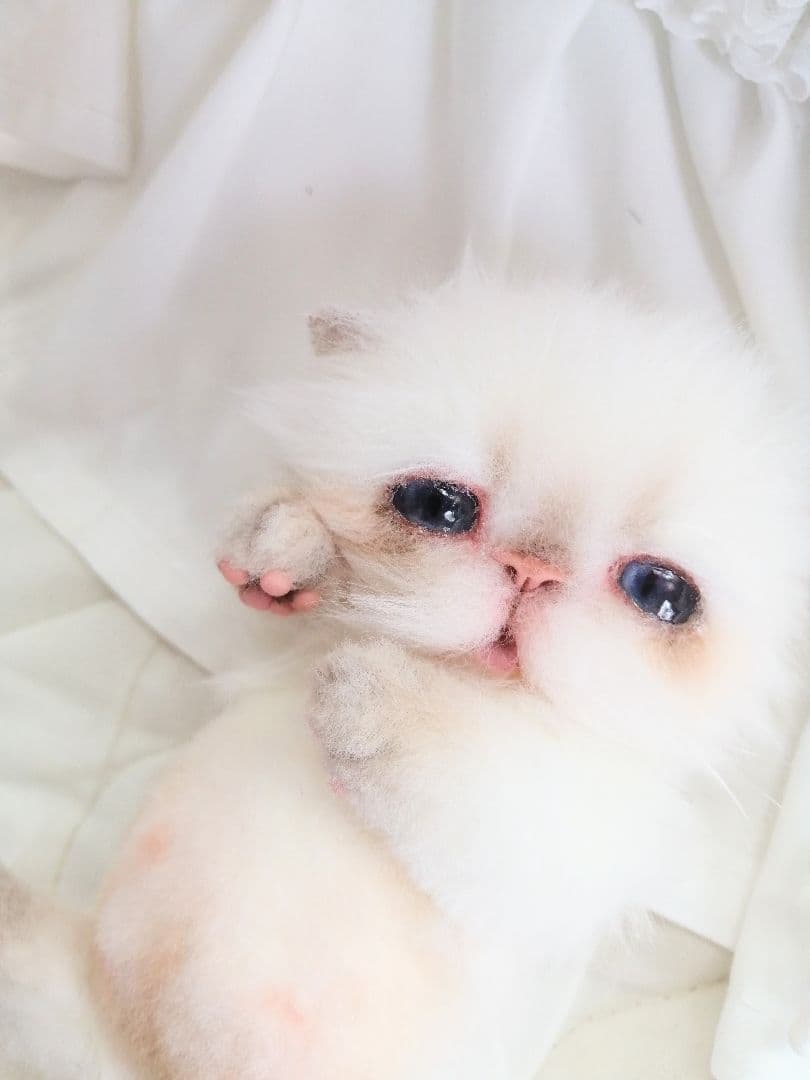 Milky様❤️オーダー♡子猫ぽっぷちゃん♡おしゃぶり♡アートドール♡ぬいぐるみ