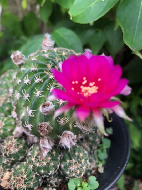 サボテン ロビビオプシス♬2カット ピンク花