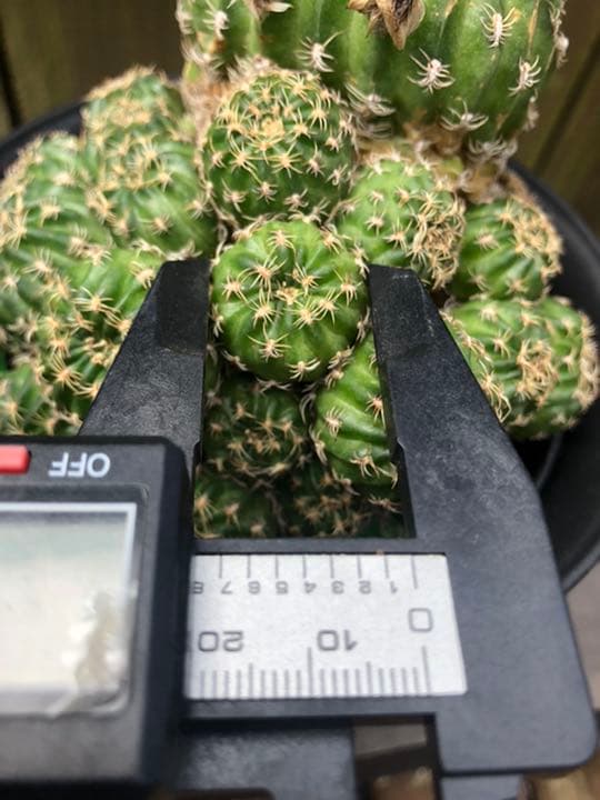 サボテン ロビビオプシス♬2カット ピンク花