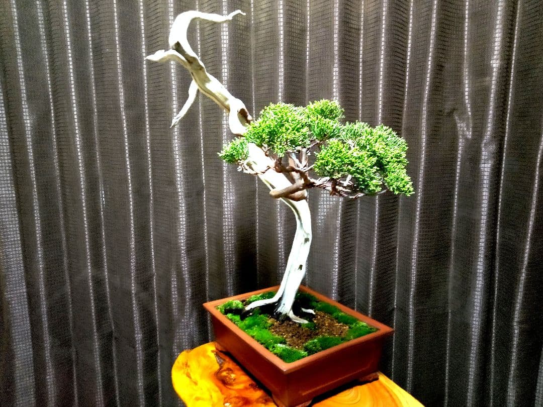 【中品　 糸魚川真柏栽】 　　　☆ 樹齢100年超 明星山採取