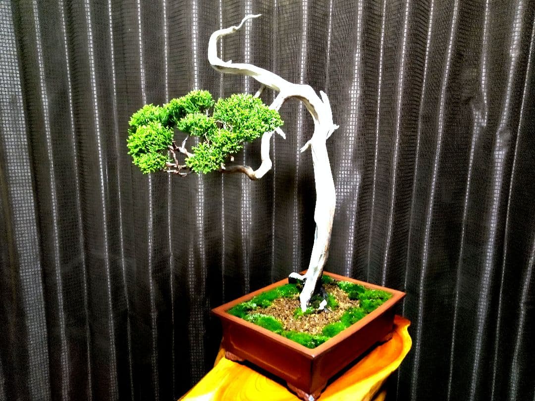 【中品　 糸魚川真柏栽】 　　　☆ 樹齢100年超 明星山採取