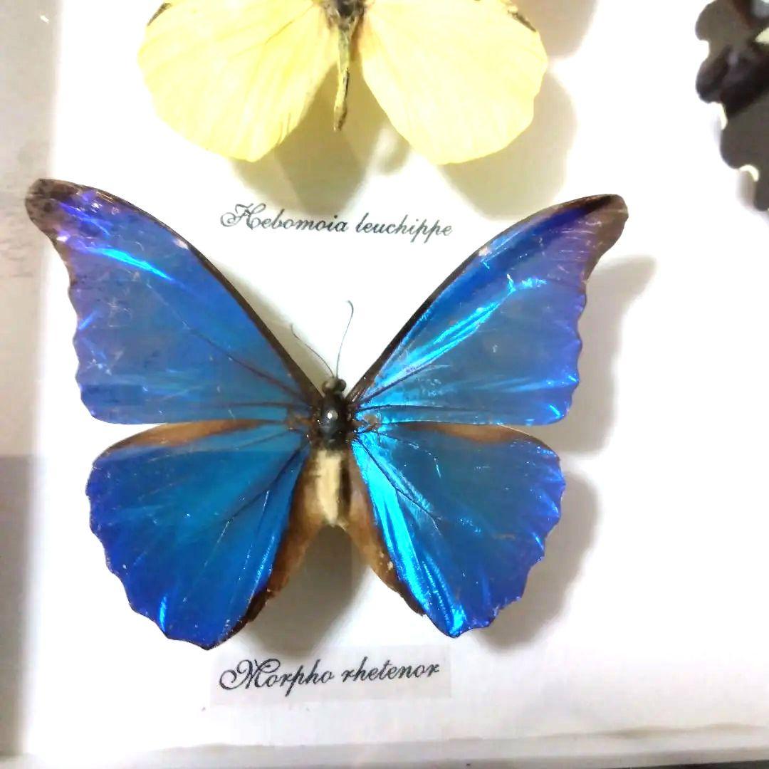 オオルリアゲハ他熱帯性蝶類合計9種類