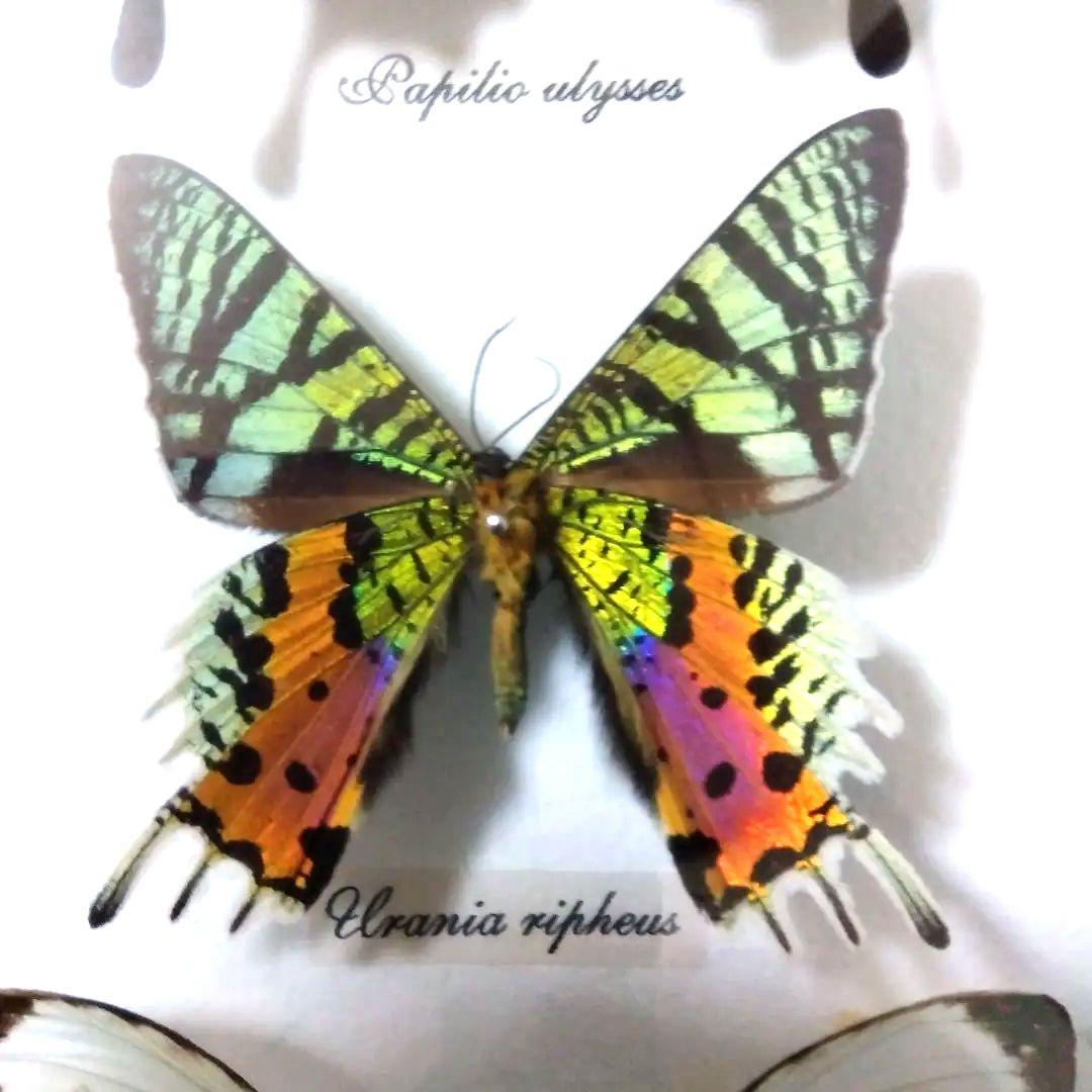 オオルリアゲハ他熱帯性蝶類合計9種類