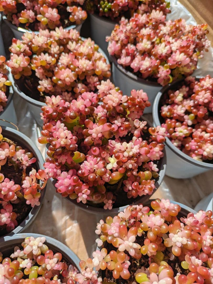 大人気　レッドベリー錦抜き苗　1箱18ポット　ポットごと